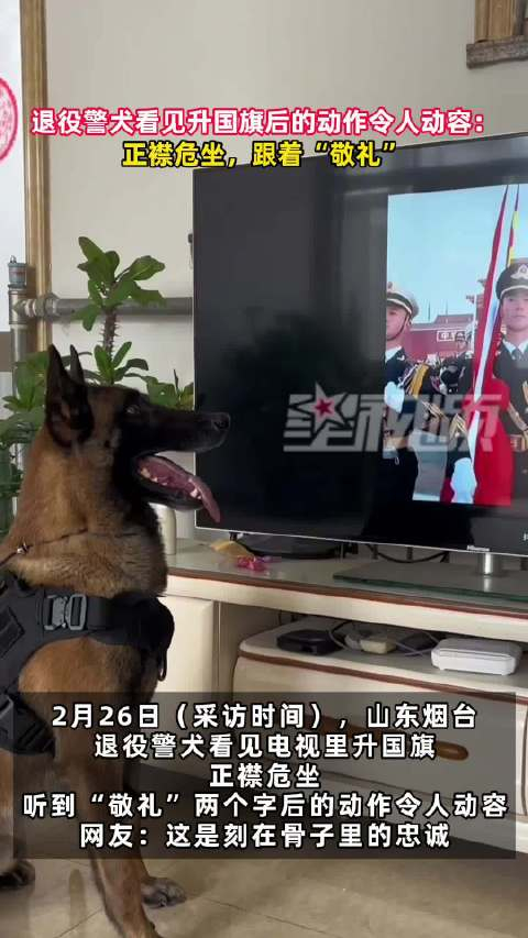 退役警犬看见升国旗后的动作让人动容