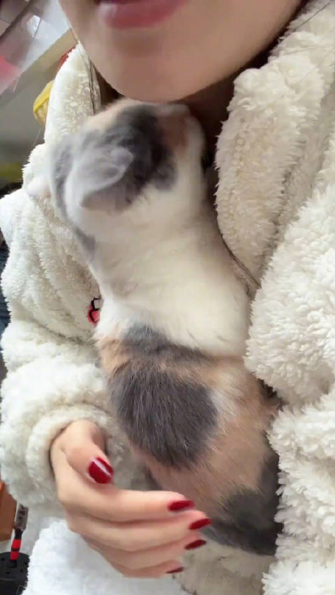 怎么能有这么会撒娇的猫猫啊
