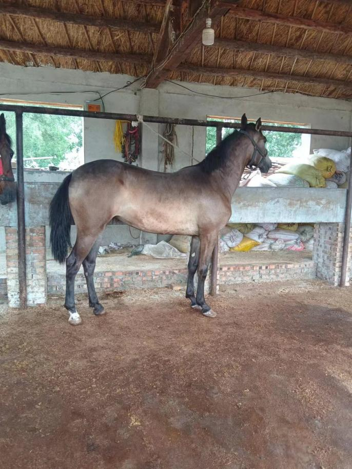 【支部领办合作社】平原县王凤楼镇潘庄村:养马"奔"上致富路,乡村振兴