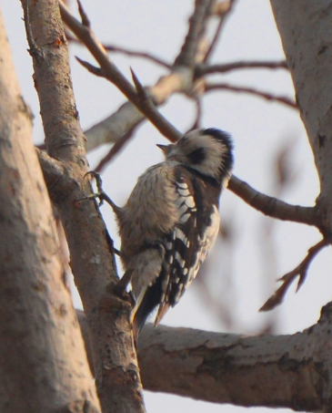 罕见!安徽一景区首次拍到!|巢湖市|安徽省|啄木鸟_新浪新闻