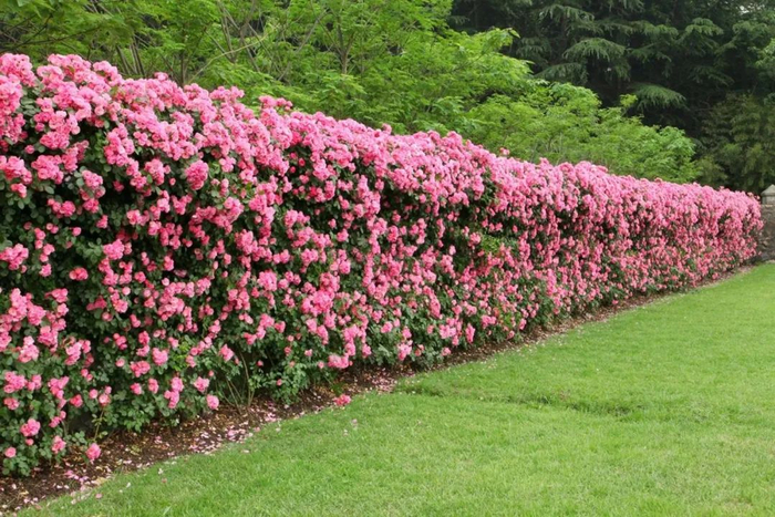 花园视觉新享受,花园氛围新高度,关于花园篱笆的小知识,你了解多少?|