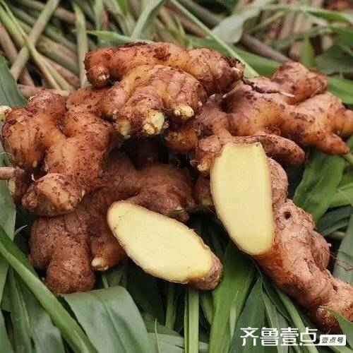 青未了散文农活种姜