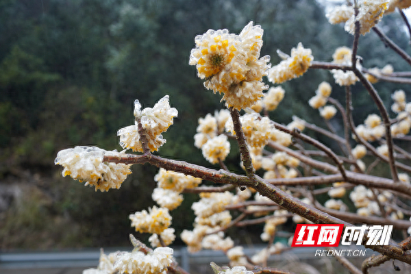 绥宁:花披"冰衣"娇艳绽放|高寒_新浪新闻