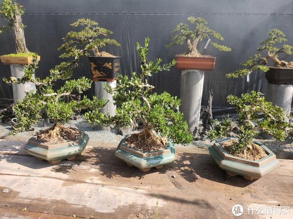 曾经卖到天价的黄杨盆景如今为啥不值钱了现在种植超级划算