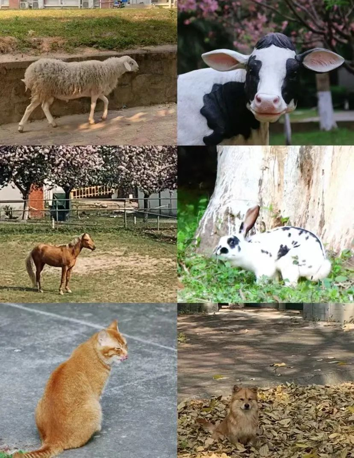 这学校到底是宠物乐园还是个美食店