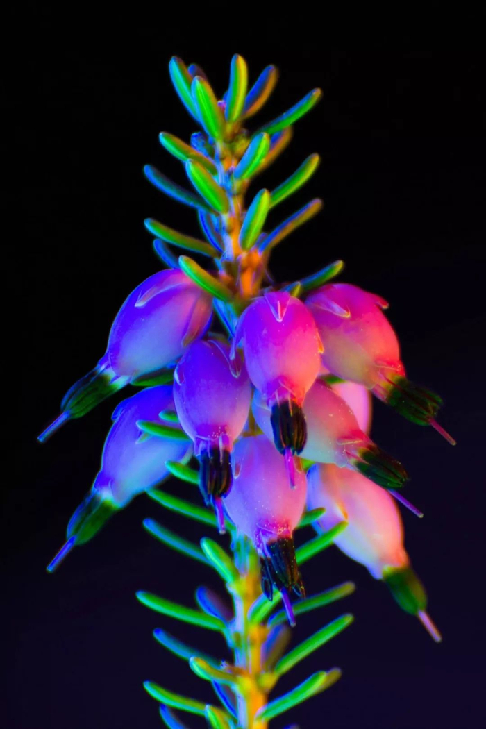 紫外线花卉摄影拍出性感夜店风