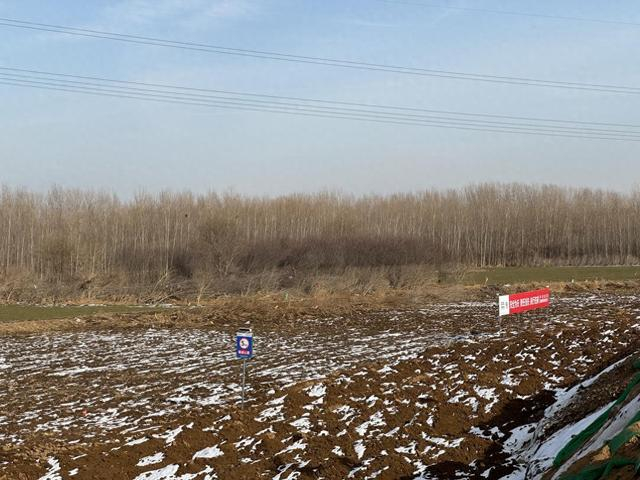北拒马河涿州段，河道附近的树林仍然可见“23·7”洪水的痕迹 本文图片均为 澎湃新闻记者 刁凡超 摄