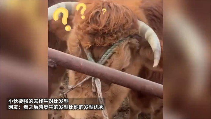 小伙烫发后被妈妈嘲讽烫的跟家里的牛一样