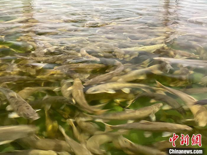 青海湖裸鲤又称湟鱼,是青海湖"草—河—湖—鱼—鸟"共生生态系统的
