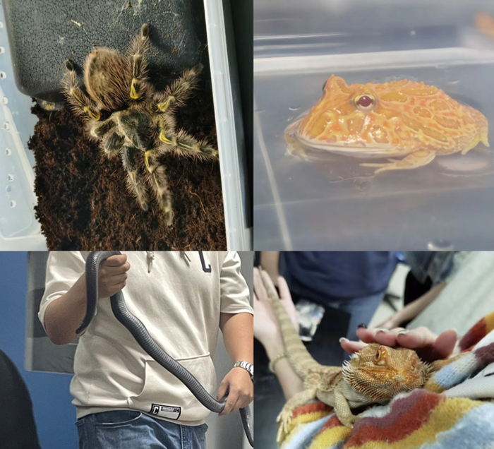 这学校到底是宠物乐园还是个美食店