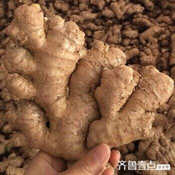 青未了散文农活种姜