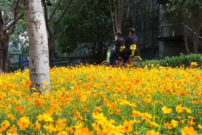 广州白云禁毒主题公园硫华菊燃情绽放|主题公园|花海_新浪新闻
