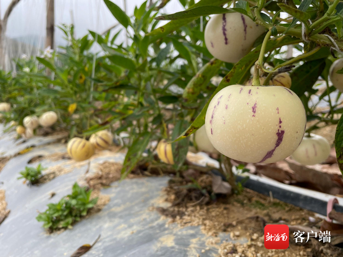 丰收啦人参果在琼中安家