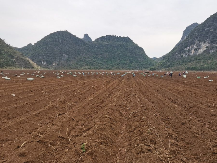 上林县澄泰乡:人大代表"蔗"里来 不误农时不负春|春耕|甘蔗|农时_新浪