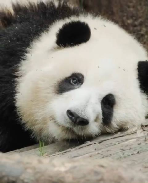 注意~注意~前方萌兽出没 这"萌"伤力太大,一下子就晕了