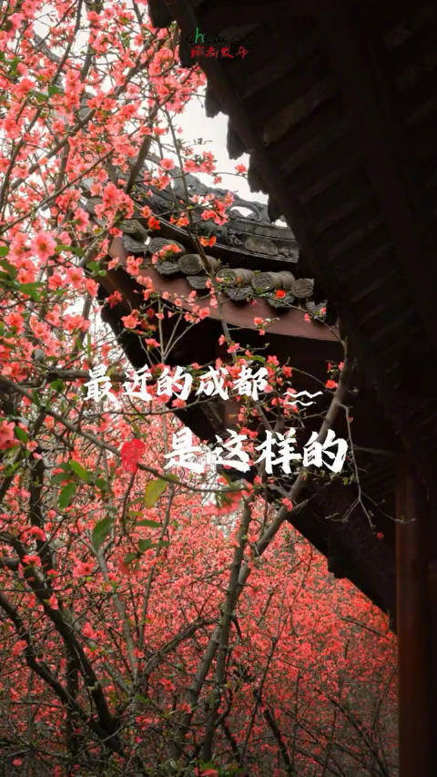 这个春天来成都赏花意境拉满