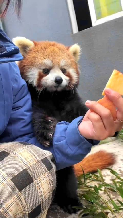 眼神呆呆的,看起来很好骗的样子,小熊猫这么爱吃苹果_手机新浪网