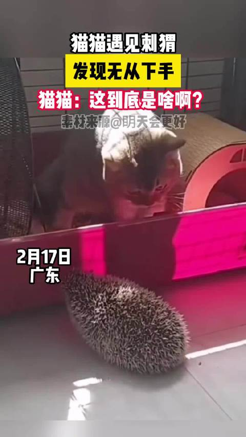 当猫猫遇上刺猬!猫猫:这到底是啥啊?__财经头条