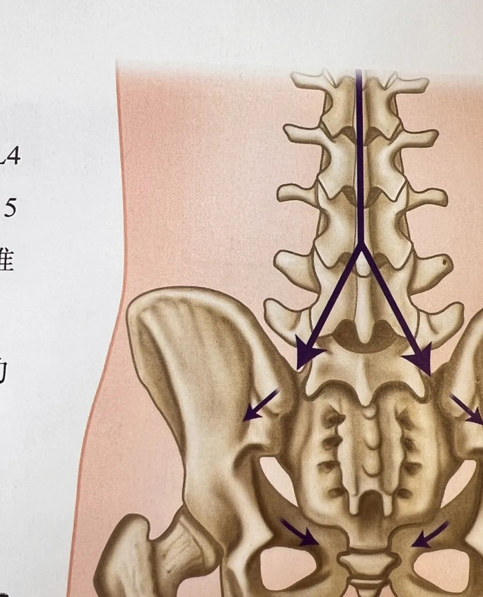 图片来源：《臀肌运动功能障碍评估与纠正指南》