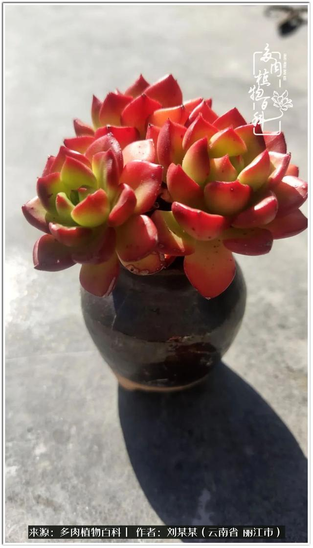 从夏末到冬末,多肉也经历了从清新到沉淀的过程!|橙子_新浪新闻