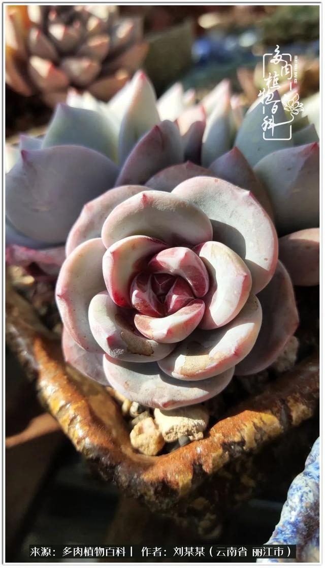 从夏末到冬末,多肉也经历了从清新到沉淀的过程!|橙子_新浪新闻