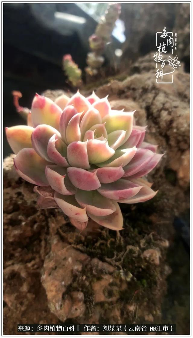 从夏末到冬末,多肉也经历了从清新到沉淀的过程!|橙子_新浪新闻