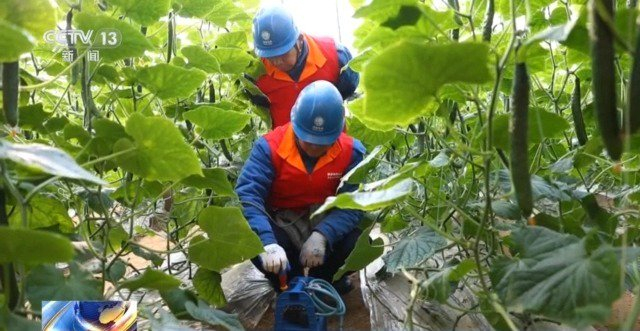 生产良好长势喜人今年我国蔬菜种植面积将进一步扩大