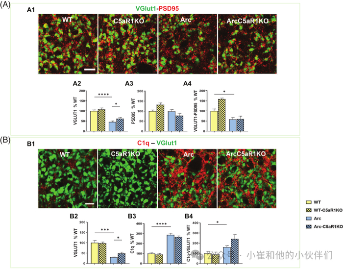 导致突触的小胶质细胞吞噬作用降低,本研究将vglut1与小胶质细胞标