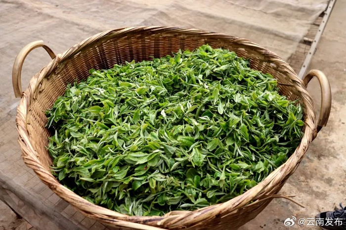 普洱宁洱20余万亩春茶迎来"龙年第一采"|茶山|春茶|普洱_新浪新闻
