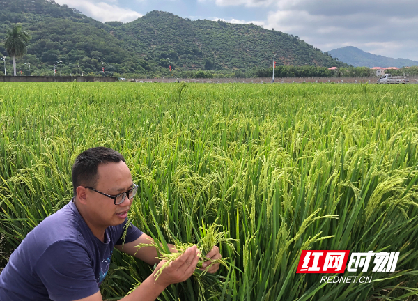 新春走基层小镇青年丨陈小龙跃过龙门回农门逐梦高品质生态农业