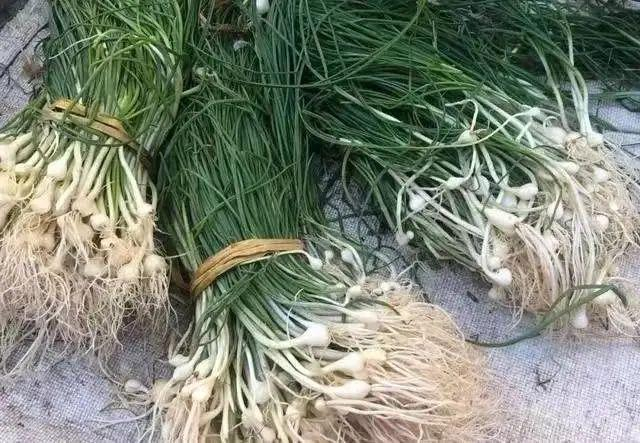 红菜苔|胡豆|折耳根_新浪新闻