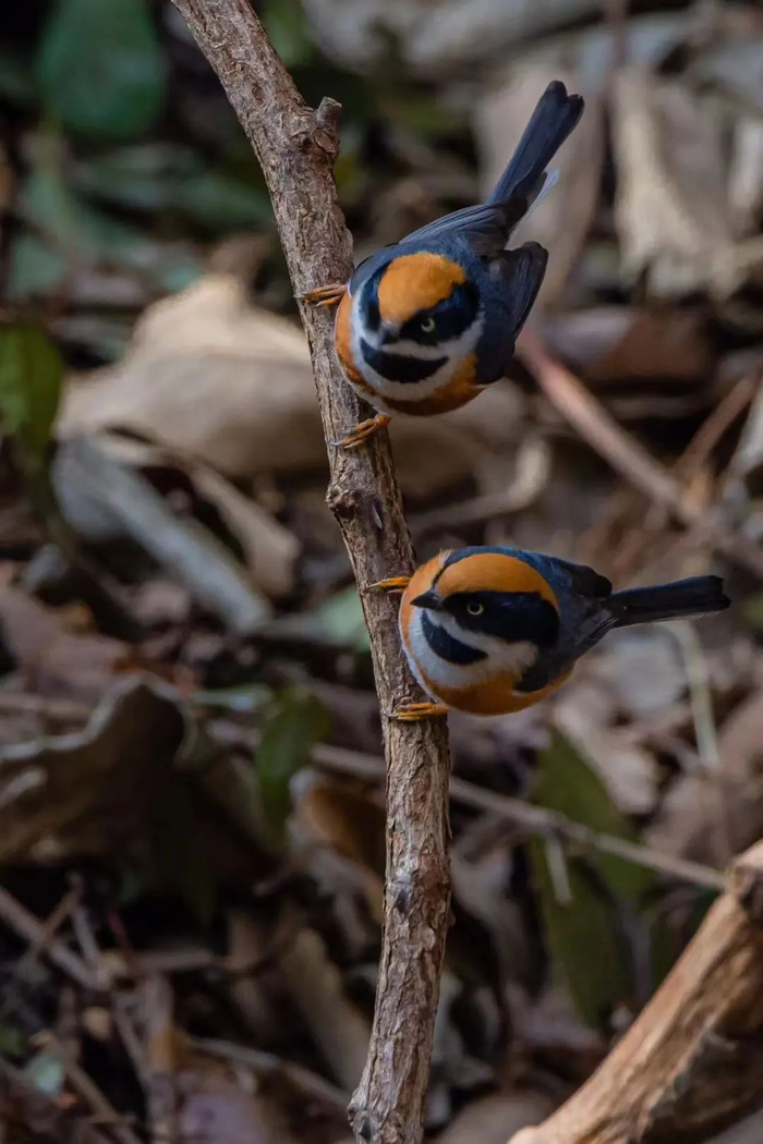 白腹鸫,灰背鸫,蓝矶鸫,鹪鹩……鸟友们的发现越来越多,虽然这些不是