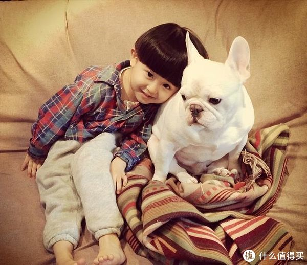 法国斗牛犬_新浪新闻