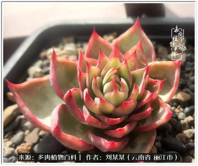 从夏末到冬末,多肉也经历了从清新到沉淀的过程!|橙子_新浪新闻