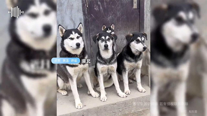 哈士奇和拉布拉多生的孩子长什么样子狗妈妈一脸无奈