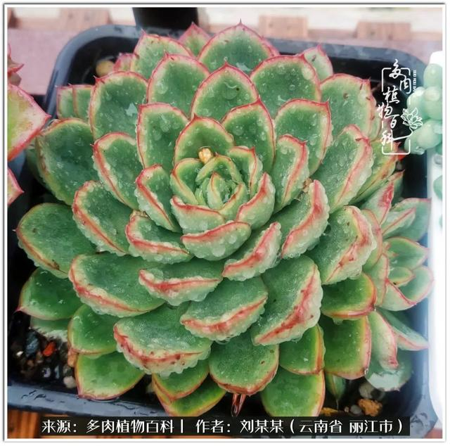 从夏末到冬末,多肉也经历了从清新到沉淀的过程!|橙子_新浪新闻