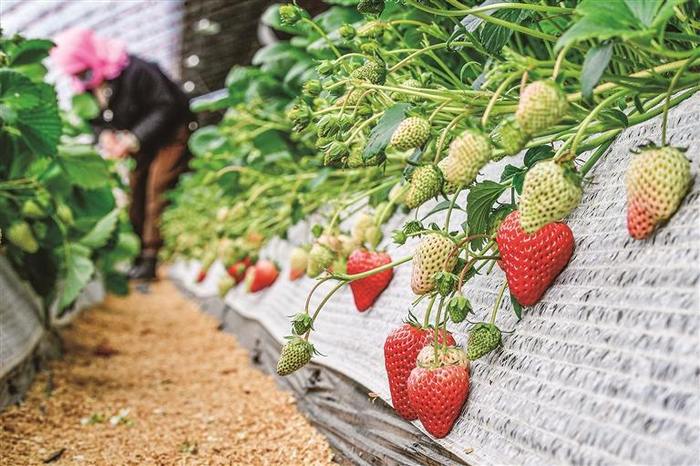 银川地产草莓科技味愈浓