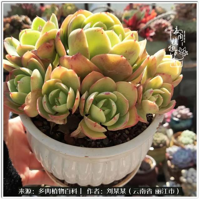从夏末到冬末,多肉也经历了从清新到沉淀的过程!|橙子_新浪新闻