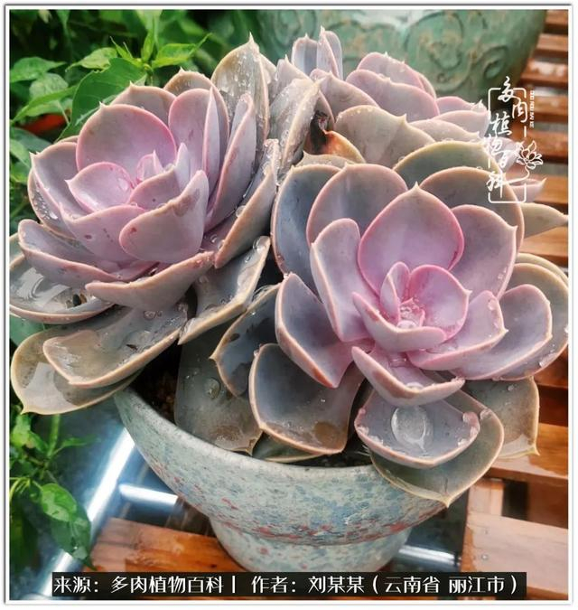 从夏末到冬末,多肉也经历了从清新到沉淀的过程!|橙子_新浪新闻