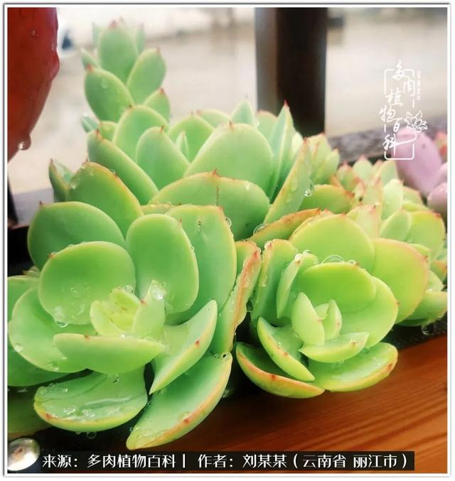 从夏末到冬末,多肉也经历了从清新到沉淀的过程!|橙子_新浪新闻