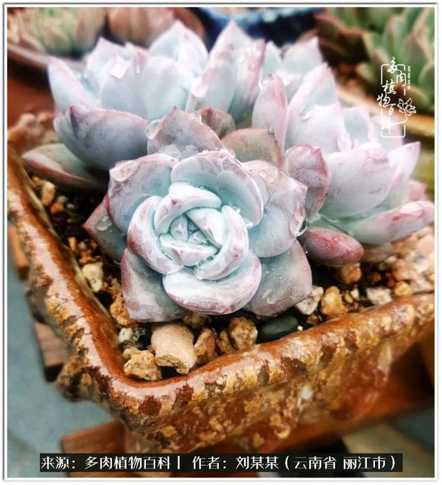 从夏末到冬末,多肉也经历了从清新到沉淀的过程!|橙子_新浪新闻