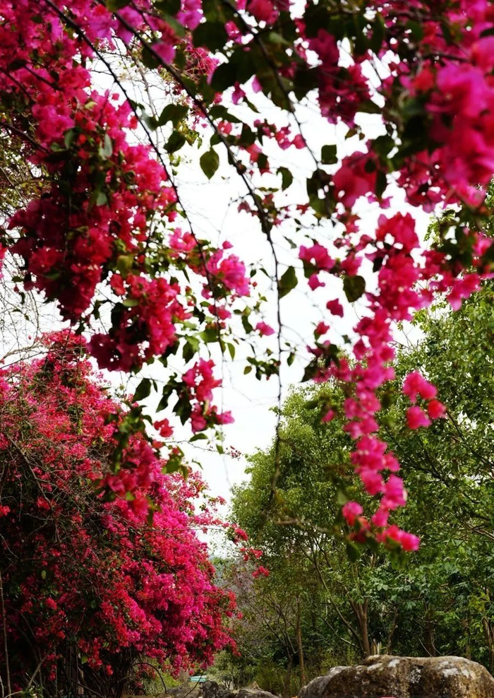 红了东莞三角梅红毯靓爆镜