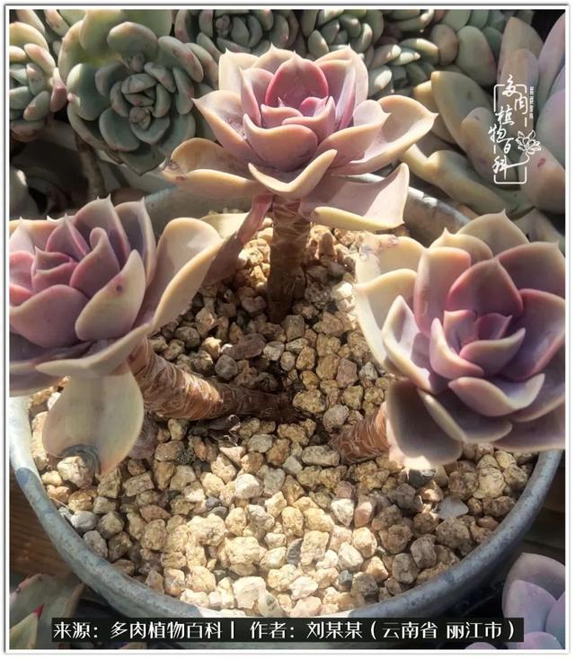 从夏末到冬末,多肉也经历了从清新到沉淀的过程!|橙子_新浪新闻