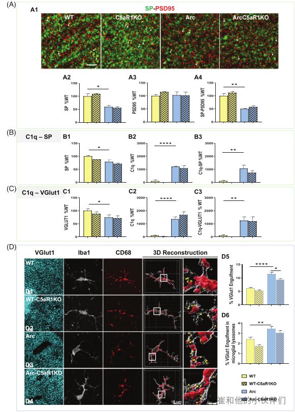 对ca1-sr区被小胶质细胞吞噬的vglut1 突触的分析(图3d)显示,与c5ar1