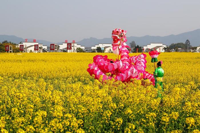 泸州市区油菜花图片