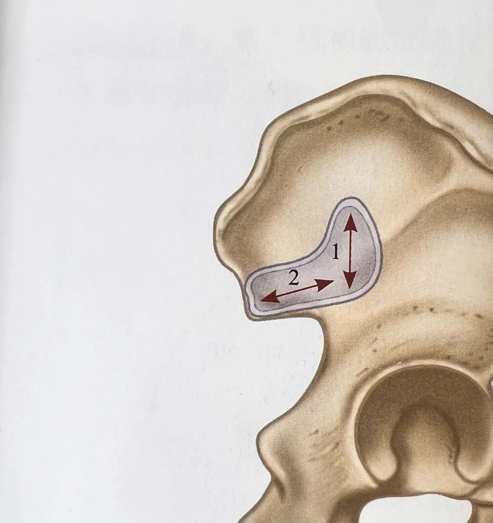 图片来源：《骨盆和骶髂关节功能解剖手法操作指南》