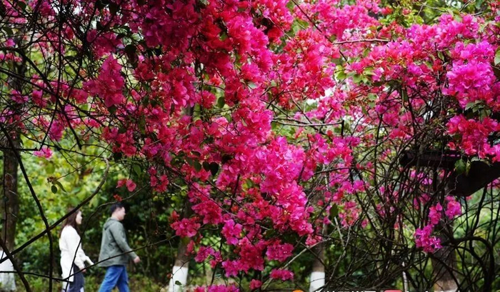 东莞三角梅"红毯",靓爆镜!|东莞市|花海_新浪新闻