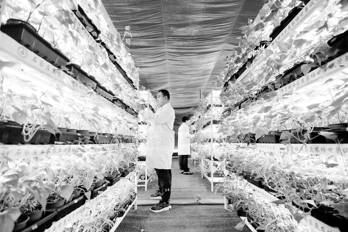 　　赞皇县白璧村红薯苗培育基地，技术员进行　　脱毒红薯苗管护。