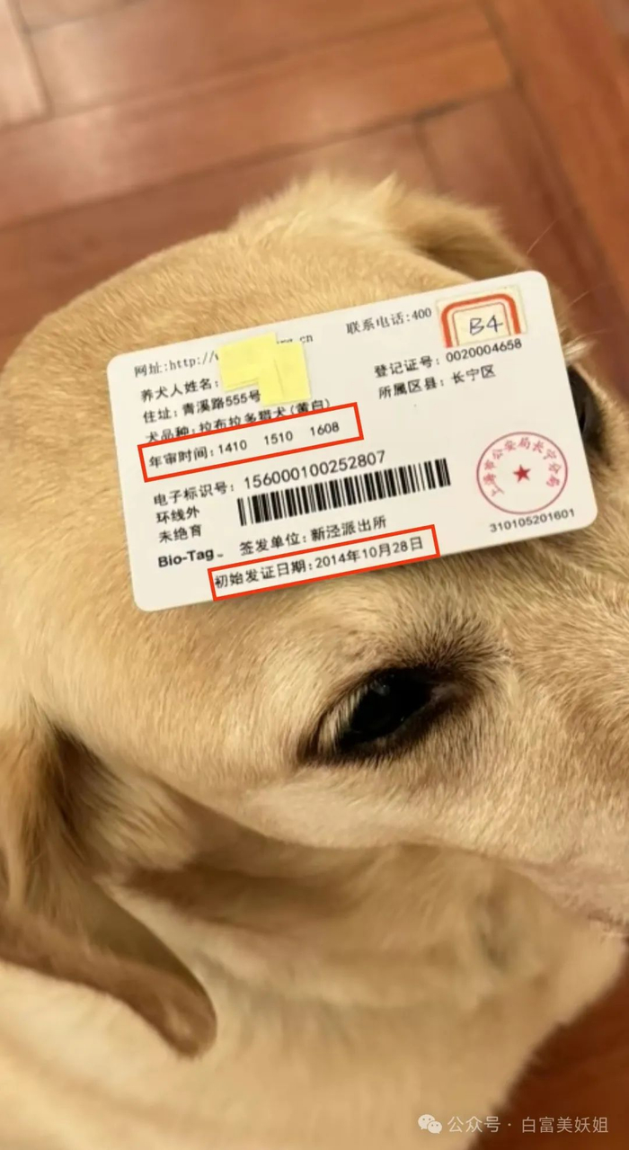 马丁在檀宫别墅内奔跑的视频,评论区晒出了一张马丁顶着狗证的照片