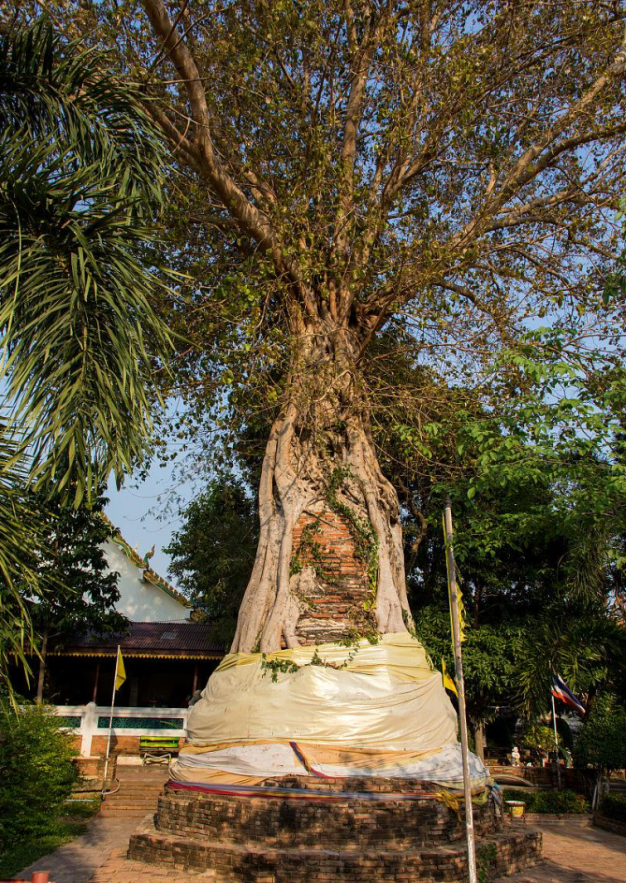 菩提树被视为神圣的象征,代表着成道时所达到的无上智慧和觉悟.